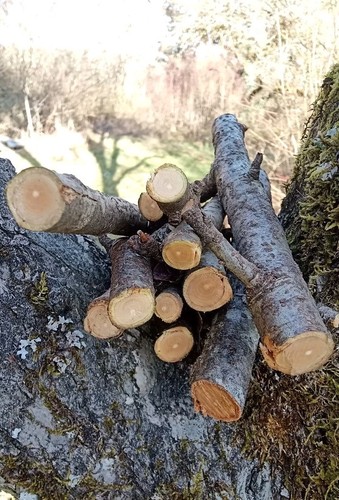 Apfelholz für nager - für,