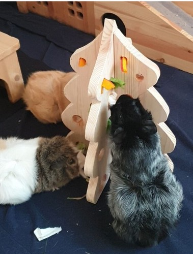 Meerschweinchen hase kleintier - meerschweinchen,