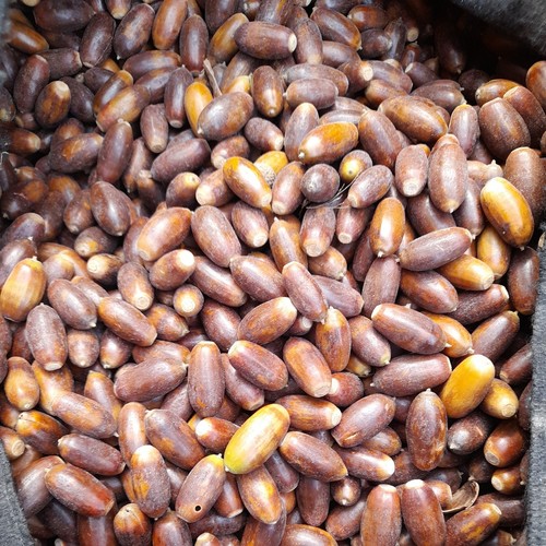 Eicheln naturfutter aus - naturfutter,